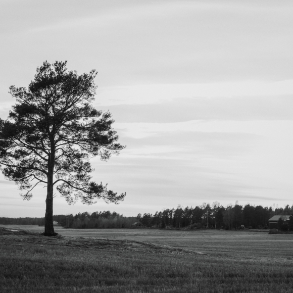 Vahterus Tree Horizontal