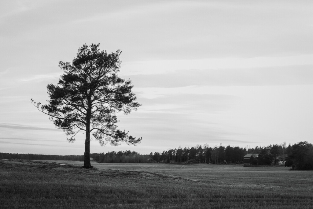 Vahterus Tree Horizontal